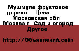 Мушмула фруктовое дерево. › Цена ­ 5 000 - Московская обл., Москва г. Сад и огород » Другое   